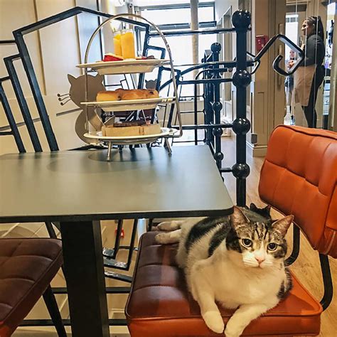 An inside look at the Capital Region's first cat cafe